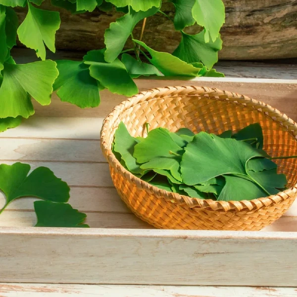 کپسول جینکو بیلوبا ناوفودز (NowFoods Ginkgo Biloba)